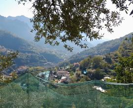 Terreno uliveto ulivi boschetto Amalfi coast