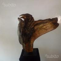 Aquila