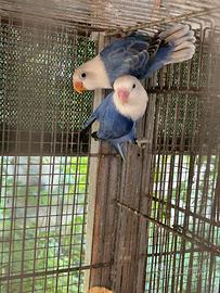 Inseparabili , parrocchetti e pappagalli