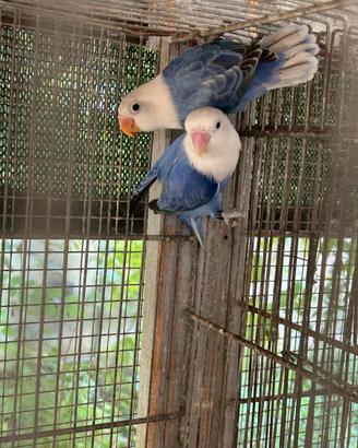 Inseparabili , parrocchetti e pappagalli