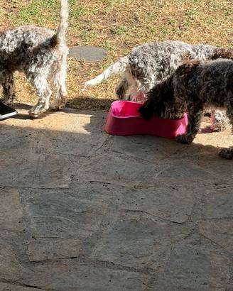 Lagotto romagnolo
