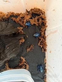 Dendrobates Azureus