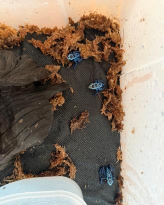 Dendrobates Azureus