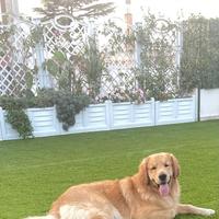 Golden retriever con piedigre italiano