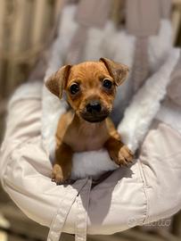 Pinscher toy