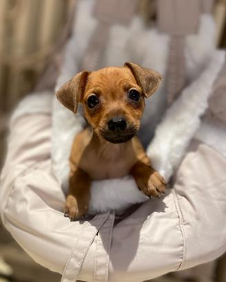 Pinscher toy