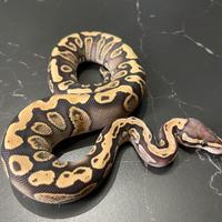 Ball Phyton, Pitone Reale, Rettili, Serpenti