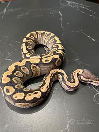 Ball Phyton, Pitone Reale, Rettili, Serpenti