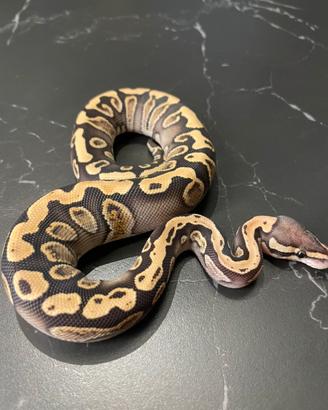 Ball Phyton, Pitone Reale, Rettili, Serpenti