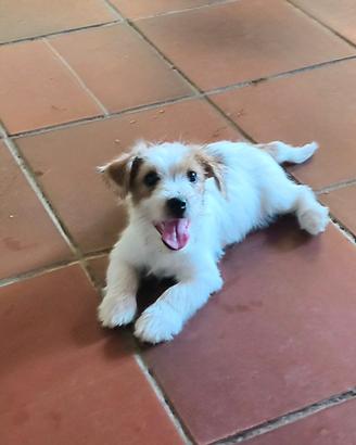 Jack Russell terrier femmina
