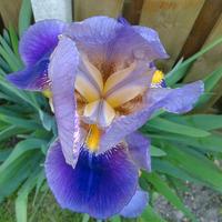 piantine di giaggiolo paonazzo (Iris germanica)