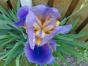 piantine di giaggiolo paonazzo (Iris germanica)