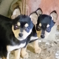 Piccoli Pinscher