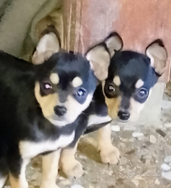 Piccoli Pinscher