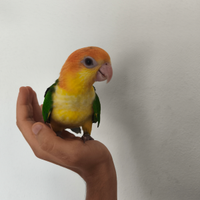 Pappagallo caicco testa gialla allevato a mano