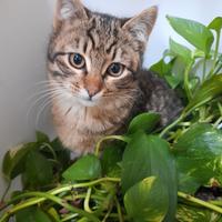 Gattini tigrati 3 mesi