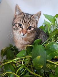 Gattini tigrati 3 mesi
