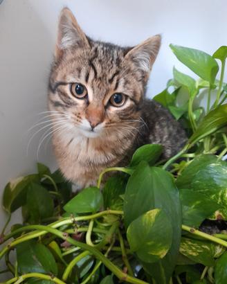 Gattini tigrati 3 mesi