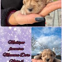 Maltipoo femmina _ mamma Deva
