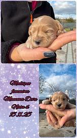 Maltipoo femmina _ mamma Deva