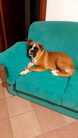 Boxer Maschio