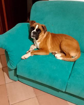 Boxer Maschio