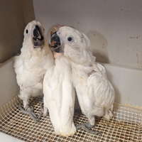 Cacatua alba,ledbeater,Rosecapilla