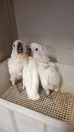 Cacatua alba,ledbeater,Rosecapilla