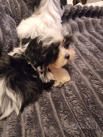 Cucioli shitzu în vendita