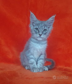 Maine coon silver