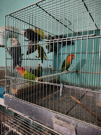 Inseparabili ( LEGGERE BENE L'ANNUNCIO)