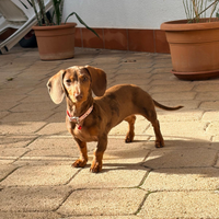 Bassotto kaninken allerchino 7 mesi