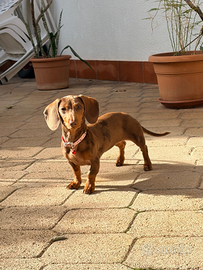 Bassotto kaninken allerchino 7 mesi