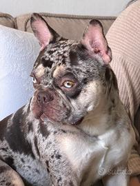 Bulldog per monta