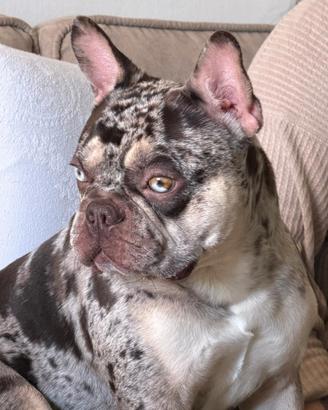 Bulldog per monta