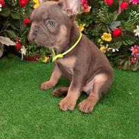 Cuccioli di bulldog francese