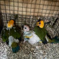 Conuri del sole e conuri jandaya