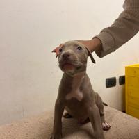 American pit bull terrier