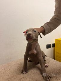 American pit bull terrier