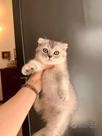 Scottish Fold silver