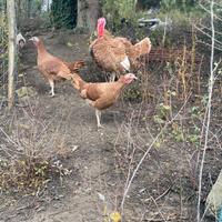 Uova di tacchini red burbone