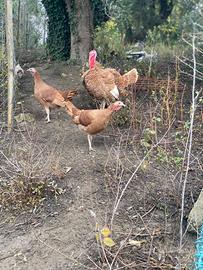 Uova di tacchini red burbone