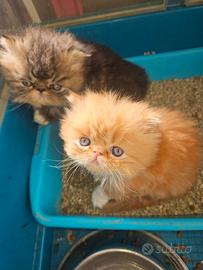 Gatto persiano arancione