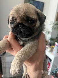 Cuccioli di carlino fulvi Pedigree Enci bulldog