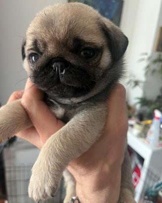 Cuccioli di carlino Pedigree Enci no bulldog