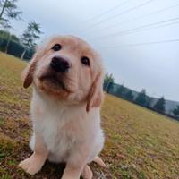 Cucciolo maschio Labrador Retriever