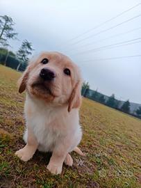 Cucciolo maschio Labrador Retriever