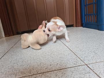 chihuahua 