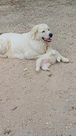 Pastore maremmano abruzzese
