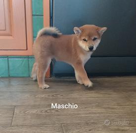 Shiba inu